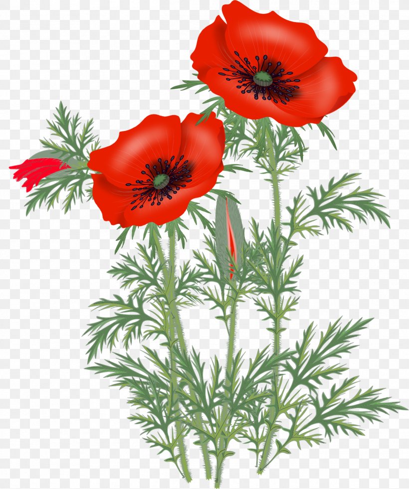 Opium Poppy Flower Clip Art, PNG, 1316x1575px, Opium Poppy, Anemone, Annual Plant, Coquelicot, Cut Flowers Download Free
