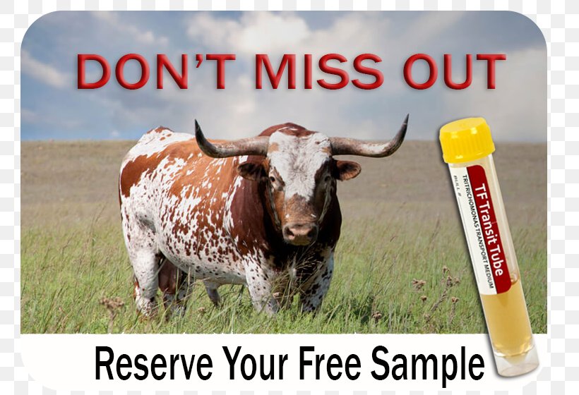 Texas Longhorn Ranch Agriculture Farm Ox, PNG, 790x560px, Texas Longhorn, Advertising, Agribusiness, Agriculture, Brand Download Free