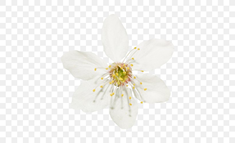 White Clip Art, PNG, 500x500px, White, Blossom, Chart, Cherry Blossom, Color Download Free