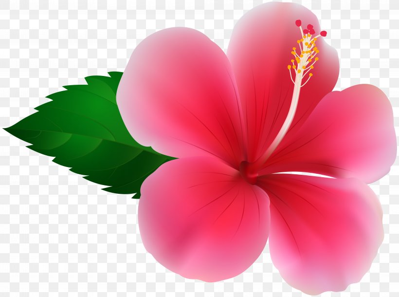 Hibiscus Clip Art, PNG, 8000x5960px, Mallows, Color, Flower, Flowering ...