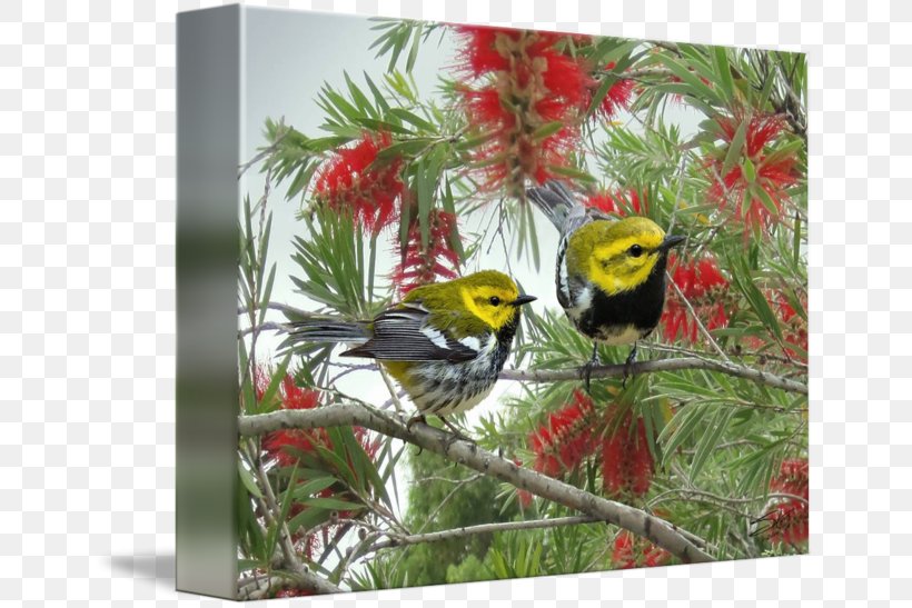 Imagekind Art Poster Canvas Printing, PNG, 650x547px, Imagekind, Art, Beak, Bird, Branch Download Free