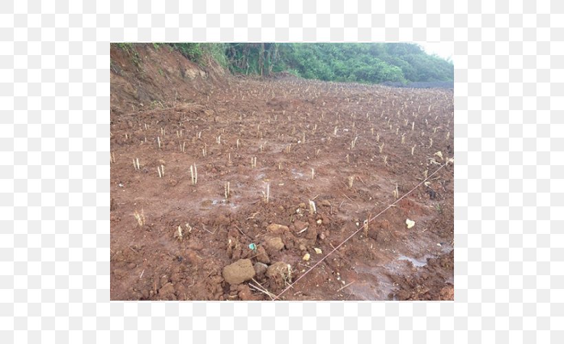 Napier Grass Crop Lawn Fodder Benih, PNG, 500x500px, Napier Grass, Agriculture, Benih, Budi Daya, Cattle Download Free