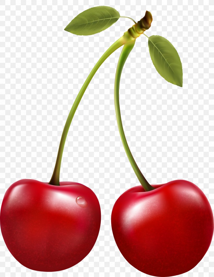 Sour Cherry Berry Clip Art, PNG, 1819x2349px, Cherry, Acerola, Acerola Family, Berry, Cherry Blossom Download Free