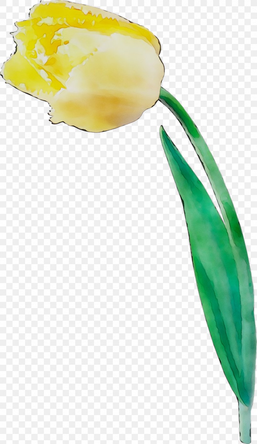 Tulip Image Cut Flowers Plant Stem, PNG, 1053x1814px, Tulip, Arum Lilies, Color, Cut Flowers, Flower Download Free