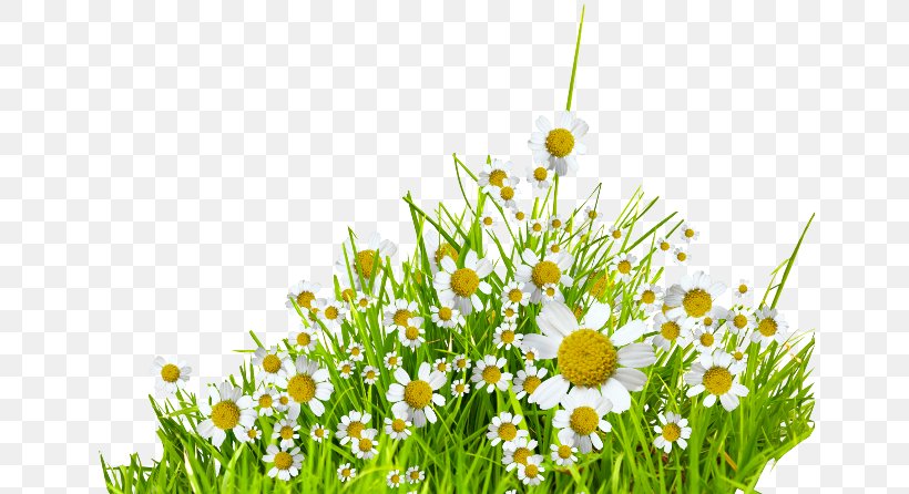 German Chamomile, PNG, 650x446px, Chamomile, Chamaemelum Nobile, Digital Image, Flower, German Chamomile Download Free