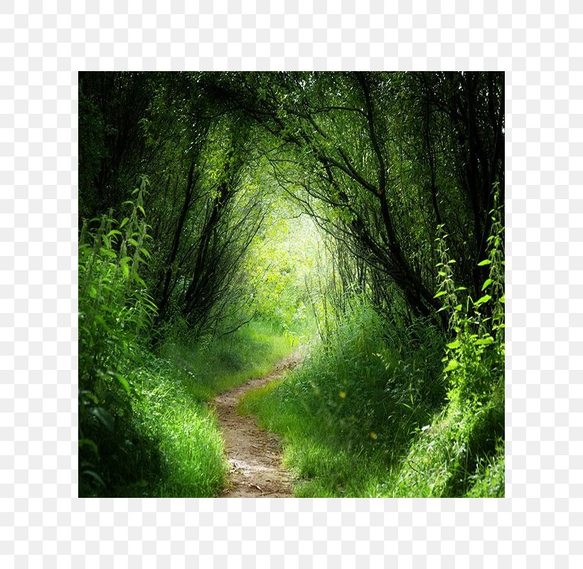 Paper Fototapet Forest Vegetation Wallpaper, PNG, 800x800px, Paper, Biome, Ecosystem, Essential Oil, Fairy Tale Download Free
