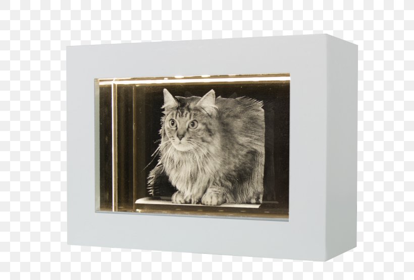 Whiskers Cat Picture Frames Rectangle, PNG, 650x556px, Whiskers, Box, Cat, Cat Like Mammal, Picture Frame Download Free