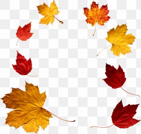 Autumn Leaf - Autumn Leaf Color Clip Art PNG