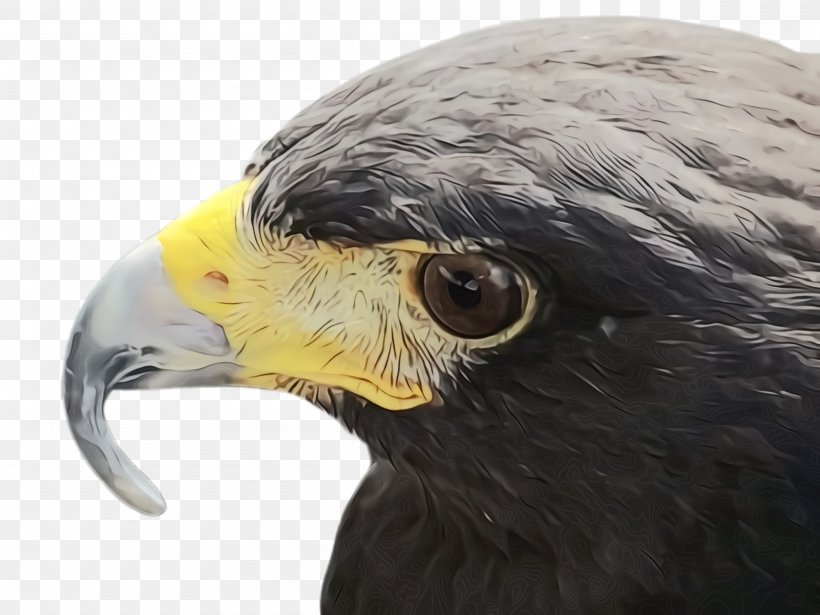 Bird Beak Eagle Bird Of Prey Hawk, PNG, 2000x1500px, Watercolor, Accipitridae, Bald Eagle, Beak, Bird Download Free