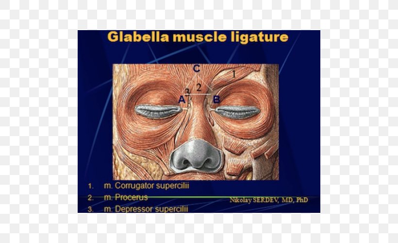 Depressor Septi Nasi Muscle Nose Glabella Músculo Mirtiforme, PNG, 500x500px, Muscle, Anatomy, Chin, Depressor Anguli Oris Muscle, Ear Download Free