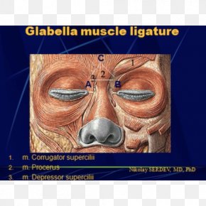 Nose - Depressor Septi Nasi Muscle Nose Glabella MÃºsculo Mirtiforme PNG