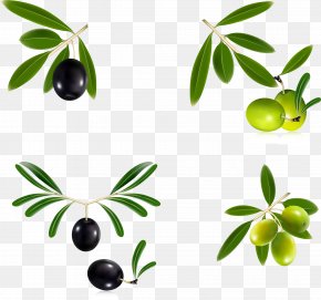 Fresh Olive Branch - Olive Oil Olive Leaf Olive Wreath PNG