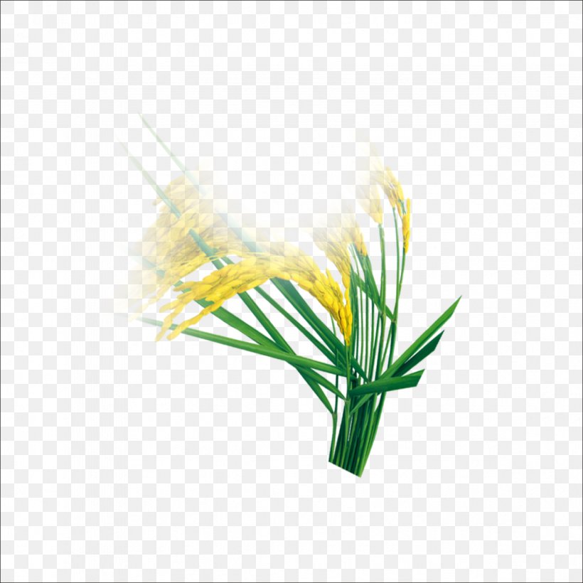 Rice, PNG, 1182x1182px, Rice, Computer, Designer, Flower, Grass Download Free