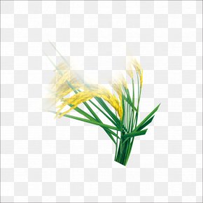 Rice PNG