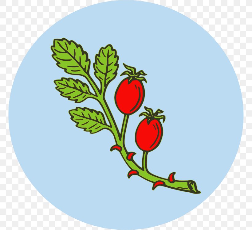 Rose Hip Fruit Tea Clip Art, PNG, 766x750px, Rose Hip, Artwork, Branch, Flora, Flower Download Free