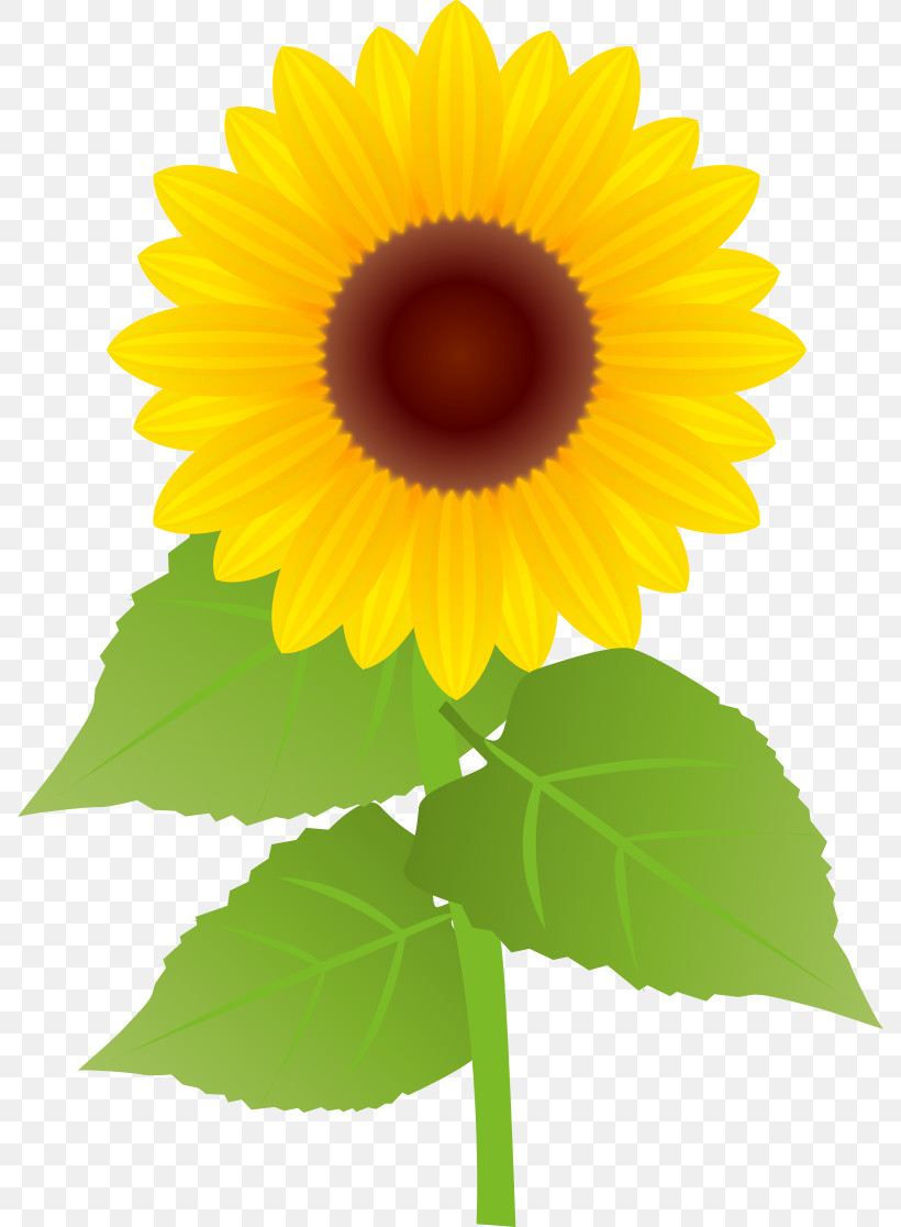 Sunflower Summer Flower, PNG, 788x1116px, 3d Printing, Sunflower, Cake, Common Sunflower, Cupcake Download Free