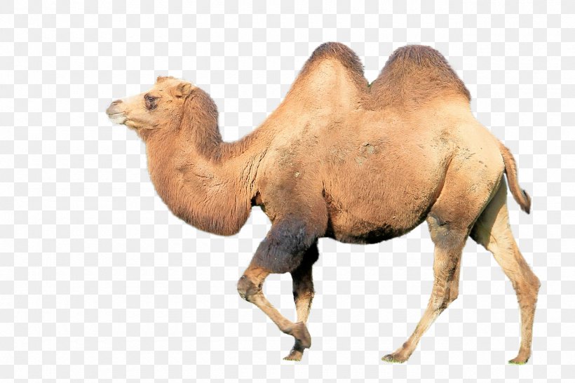 Bactrian Camel Dromedary Budgerigar Camel Face Animal, PNG, 1280x853px, Bactrian Camel, Animal, Arabian Camel, Budgerigar, Camel Download Free