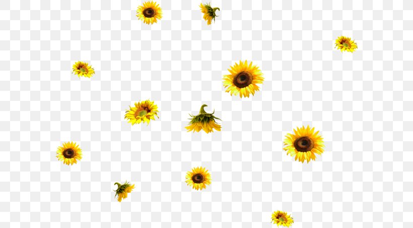 Common Sunflower PhotoScape Ping, PNG, 600x452px, Common Sunflower, Annual Plant, Calendula, Chamaemelum Nobile, Chrysanths Download Free