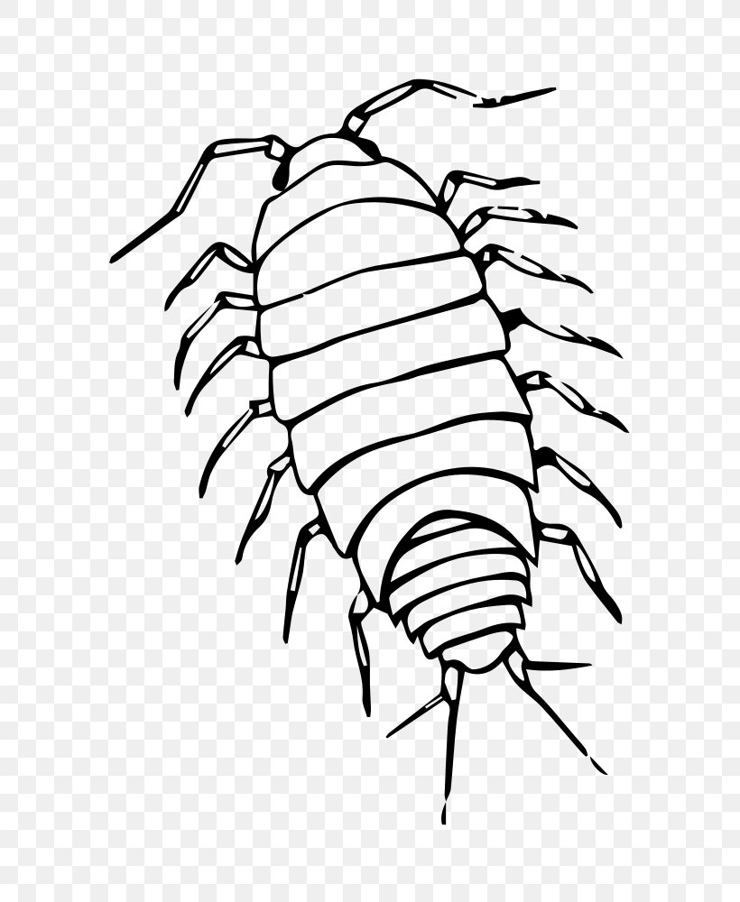Drawing Tree, PNG, 773x1000px, Rolypoly, Coloring Book, Drawing, Insect, Isopod Download Free