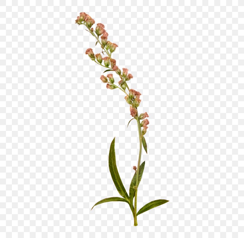 Flower Pink Drawing, PNG, 452x800px, Flower, Animation, Branch, Bud, Cartoon Download Free