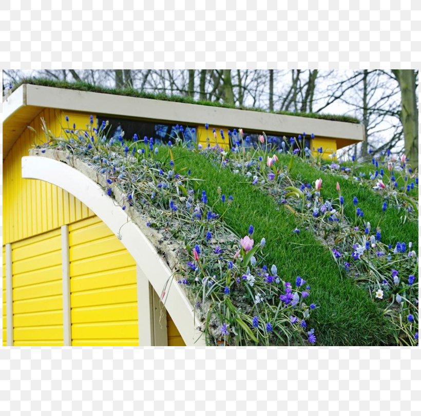 Green Roof Roof Garden Greenhouse, PNG, 810x810px, Roof, Architectural Engineering, Bluebonnet, Building, Dachdeckung Download Free