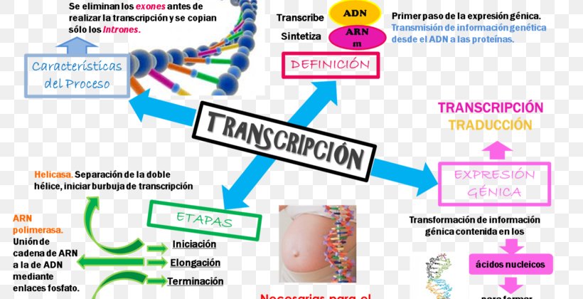 Human Genome Project DNA Replication Transcription Genetics, PNG, 800x420px, Human Genome Project, Area, Brand, Diagram, Dna Download Free