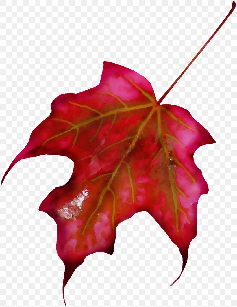 Maple Leaf Clip Art Sugar Maple, PNG, 905x1174px, Maple Leaf, Autumn, Autumn Leaf Color, Black Maple, Botany Download Free