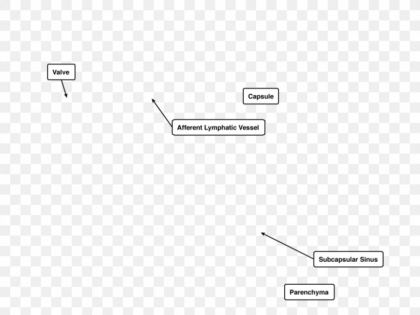 Capsule Of Lymph Node Afferent Lymph Vessel Spleen, PNG, 1024x768px, Lymph, Area, Brand, Diagram, Document Download Free