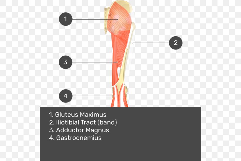 Gluteus Medius Muscle Gluteal Muscles Gluteus Maximus Muscle Biceps Femoris Muscle, PNG, 550x550px, Watercolor, Cartoon, Flower, Frame, Heart Download Free