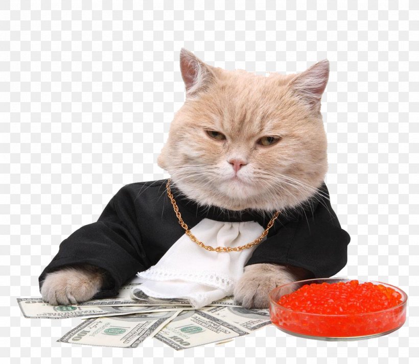 Money Stock Photography Maneki-neko Royalty-free Cat Bite, PNG, 1024x891px, Money, Black Cat, Cat, Cat Bite, Cat Like Mammal Download Free