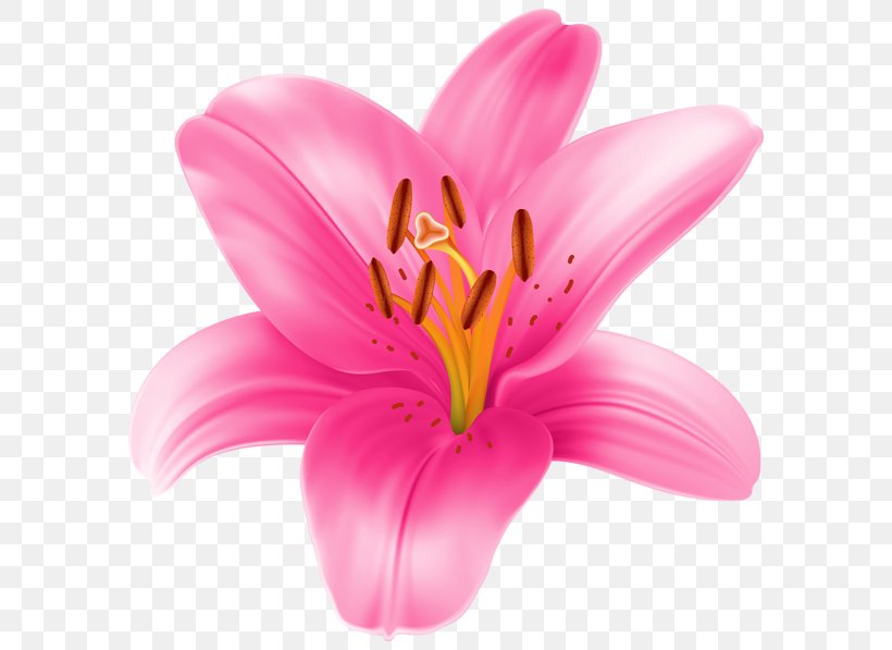 Tiger Lily Lilium 'Stargazer' Lilium Candidum Lilium Auratum Clip Art, PNG, 600x597px, Tiger Lily, Close Up, Cut Flowers, Drawing, Easter Lily Download Free