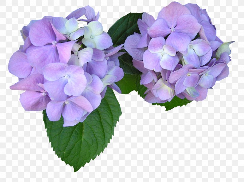 Violet Mauve Cut Flowers Clip Art, PNG, 960x718px, Violet, Cornales, Cut Flowers, Floral Design, Flower Download Free