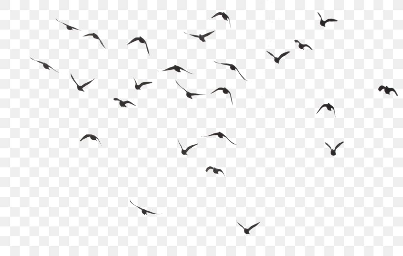 Bird Download Clip Art, PNG, 800x520px, Bird, Animal Migration, Beak, Bird Migration, Black And White Download Free