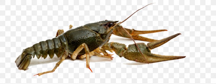 Crayfish Western Honey Bee Photography, PNG, 842x331px, Crayfish, American Lobster, Animal Source Foods, Arthropod, Austropotamobius Pallipes Download Free