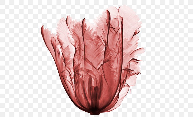 France Flower X-ray Tulip, PNG, 600x500px, France, Flower, Flower Magazine, Hand, Hugh Turvey Download Free