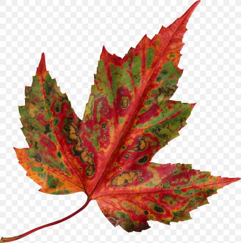 Red Maple Autumn Leaf Color Maple Leaf, PNG, 1588x1600px, Red Maple, Autumn, Autumn Leaf Color, Color, Green Download Free