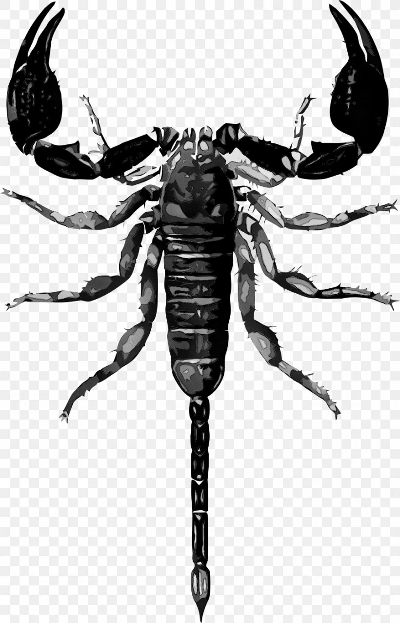 Scorpion Vector Graphics Clip Art Drawing, PNG, 897x1398px, Scorpion, Arachnid, Arthropod, Decapoda, Drawing Download Free