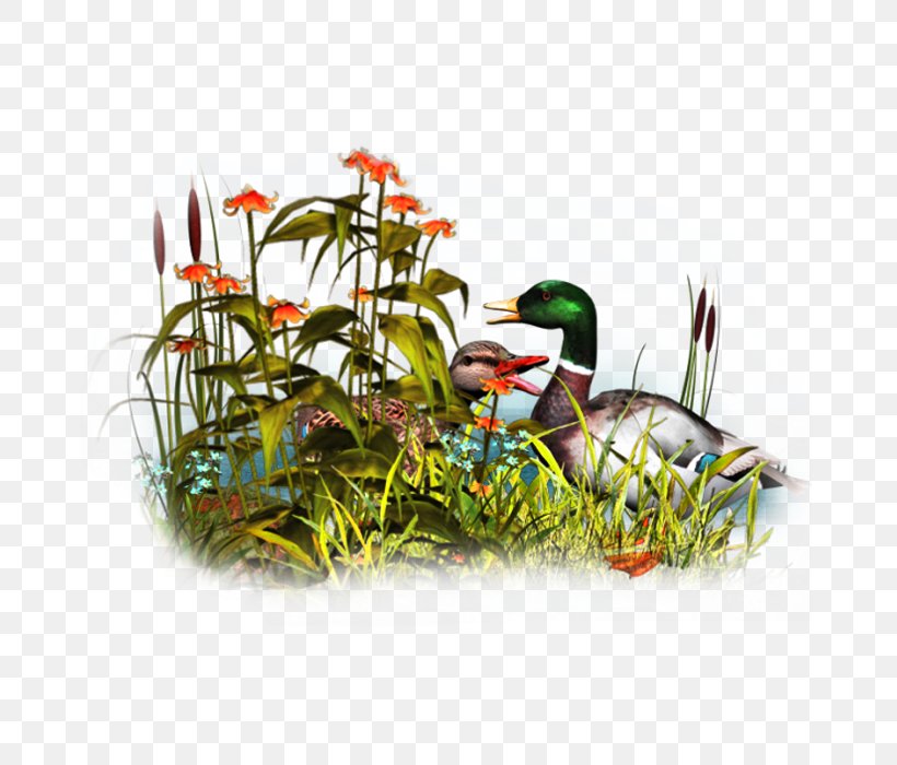 Duck Bird Clip Art, PNG, 700x700px, Duck, Animal, Bird, Blog, Ducks Geese And Swans Download Free
