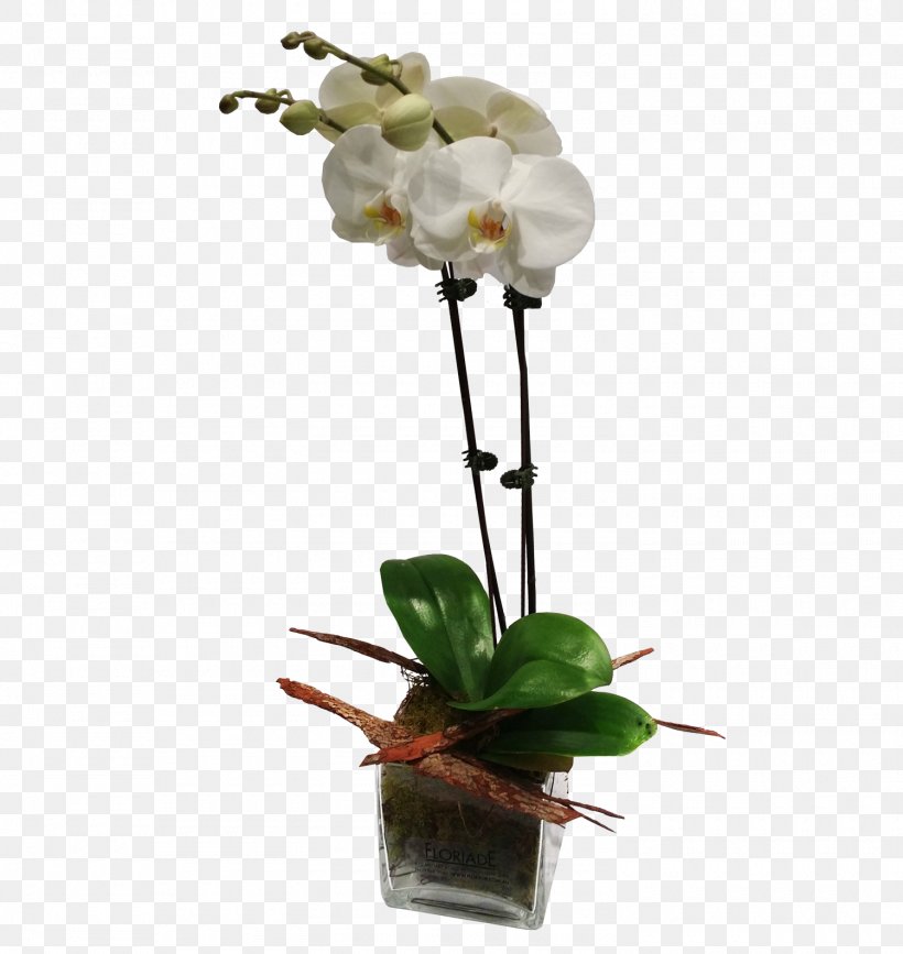 Flower Moth Orchids Plant Stem, PNG, 1500x1586px, Flower, Arrangement, Artificial Flower, Boat Orchid, Bud Download Free