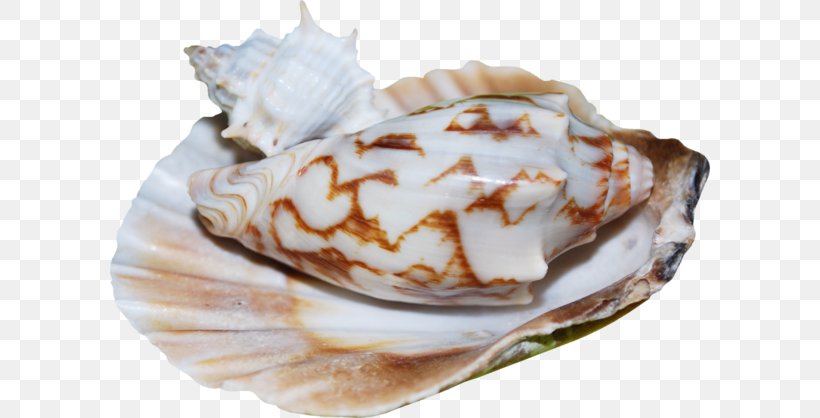 Mussel Seashell Scallop Food, PNG, 600x418px, Mussel, Animal Fat, Animal Source Foods, Clams Oysters Mussels And Scallops, Collage Download Free