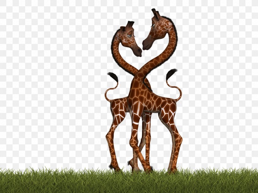Northern Giraffe Mammal Pixabay Illustration, PNG, 960x720px, Northern Giraffe, Animal, Digital Art, Fauna, Giraffe Download Free