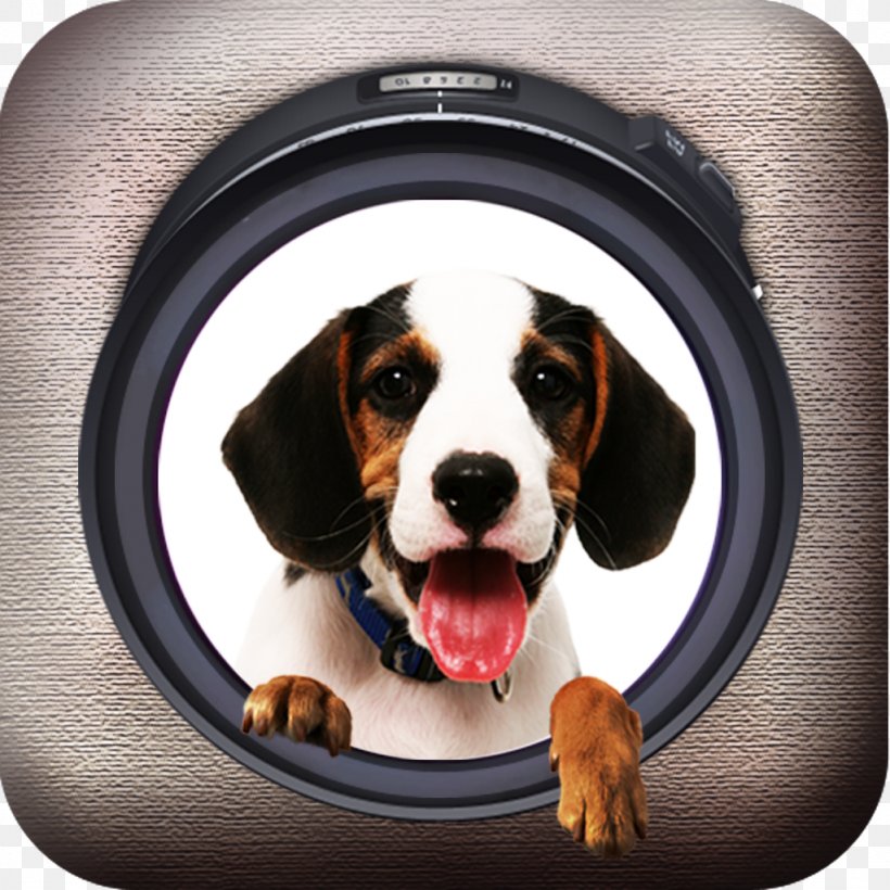 Beagle Puppy Pet Sitting Dog Breed, PNG, 1024x1024px, Beagle, Canidae, Carnivoran, Collar, Companion Dog Download Free