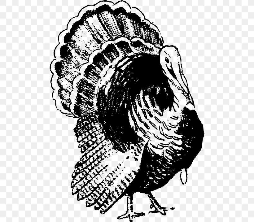 Black Turkey Clip Art, PNG, 500x717px, Black Turkey, Art, Beak, Bird, Black And White Download Free
