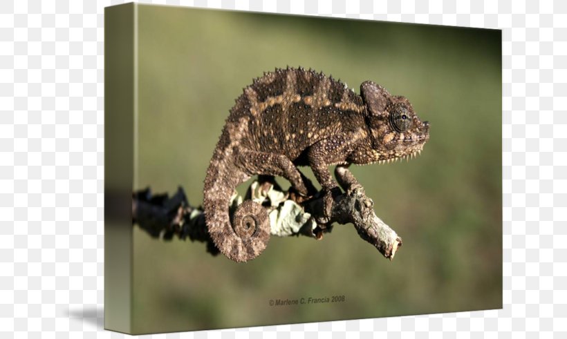 Chameleons Gecko African Chameleon Terrestrial Animal, PNG, 650x491px, Chameleons, African Chameleon, Animal, Chameleon, Fauna Download Free