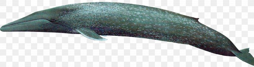 Dolphin Marine Mammal Porpoise Cetacea, PNG, 3420x907px, Dolphin, Animal, Animal Figure, Beak, Cetacea Download Free