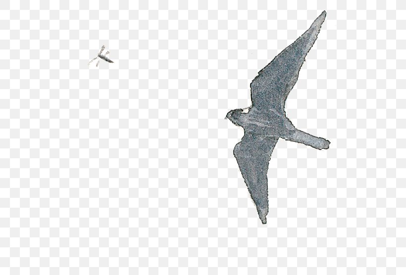 Eurasian Hobby Bird Aile Drawing, PNG, 623x556px, Bird, Aile, Beak, Binoculars, Drawing Download Free