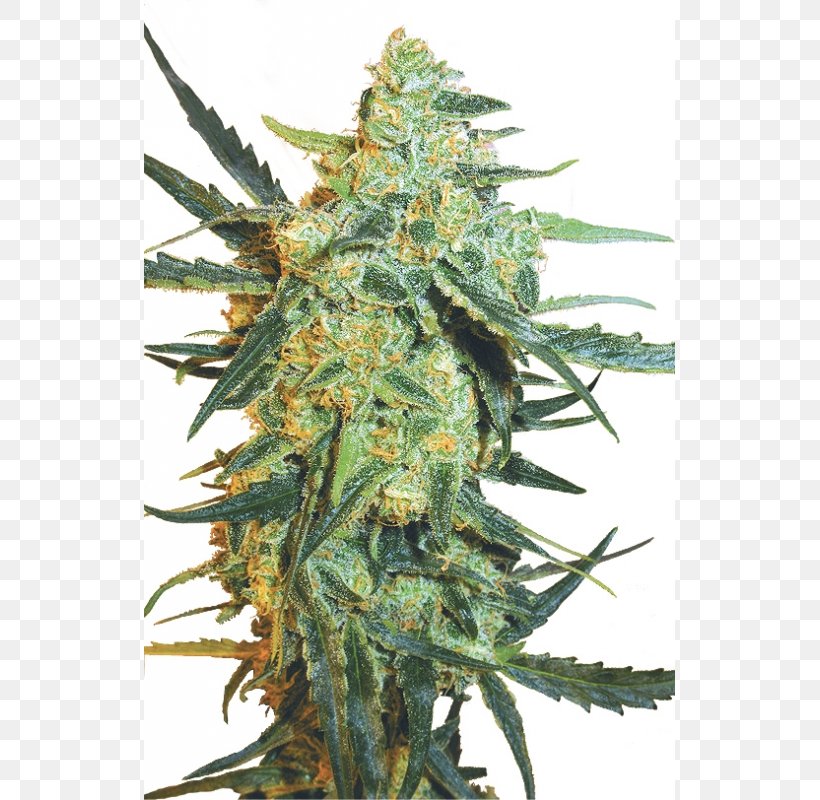 Skunk Cannabis Sativa Haze Seed, PNG, 800x800px, Skunk, Blueberry, Cannabis, Cannabis Sativa, Flying Dutchman Download Free