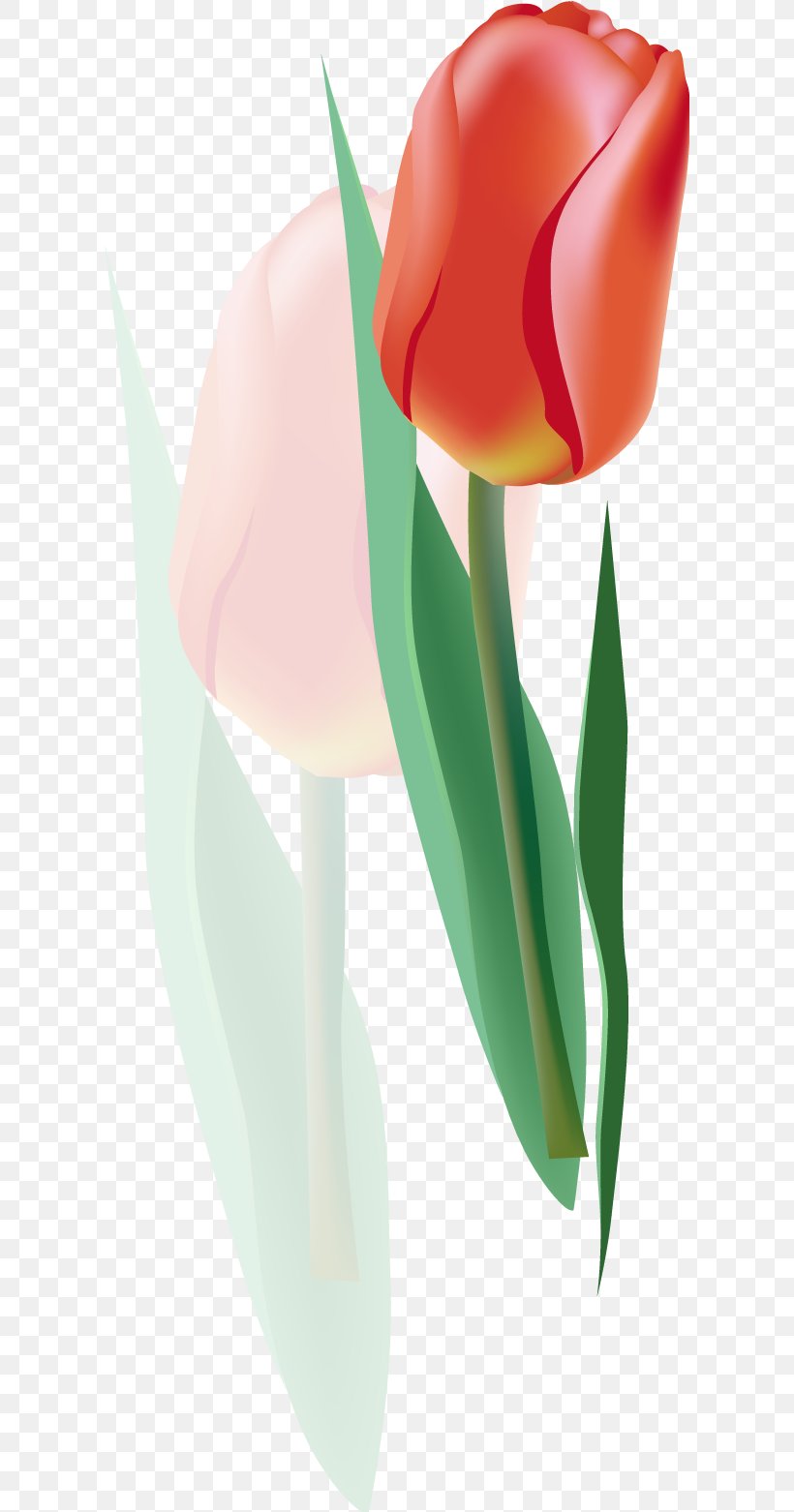 Tulip Euclidean Vector Flower, PNG, 604x1562px, Tulip, Flower, Flowering Plant, Lilium, Lossless Compression Download Free