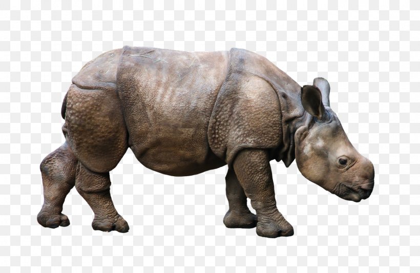 White Rhinoceros Antelope Horn Animal, PNG, 1280x832px, Rhinoceros, Animal, Antelope, Biggame Hunting, Fauna Download Free
