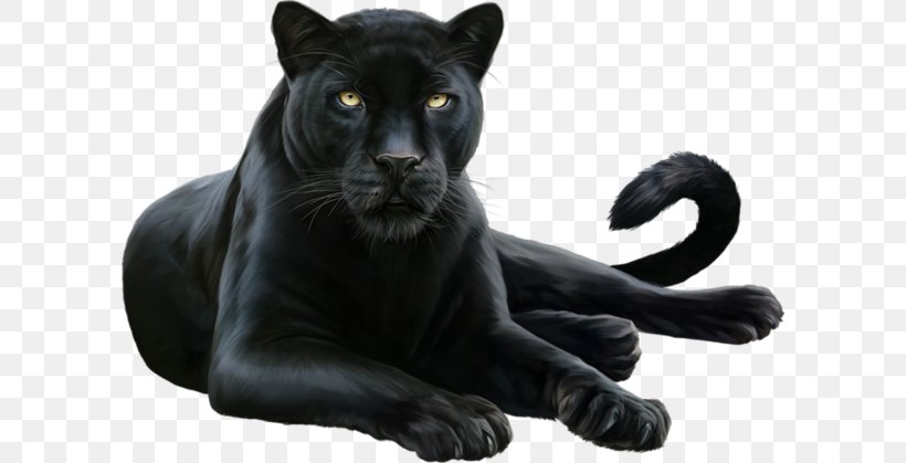 Black Panther Leopard Felidae Cougar, PNG, 600x419px, Panther, Animal, Big Cat, Big Cats, Black Panther Download Free